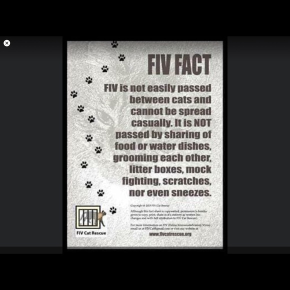 Learn about Trap/Neuter/ Return feed and shelter. - Picture 3 of 4